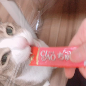 チュール2日目の画像