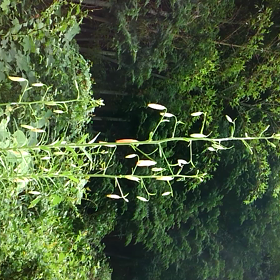 早くも、ヒグラシゼミがの画像