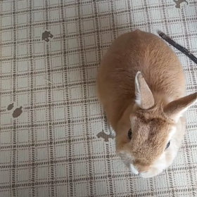 可愛いすぎるの画像