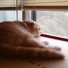 カカカカーッ！の画像