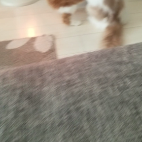 *発情期、ムラムラするミルク*の画像