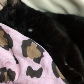 皆様おやすみなさいです。の画像