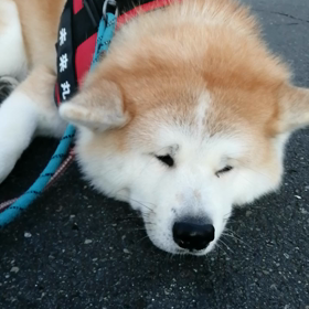 今朝も朝散歩楽しくやれました❗未来丸は、休憩ポイントではないところで突然のゴロ寝もありましたが、の画像