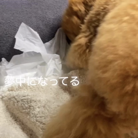 宇野樹君インスタストーリーより　夢中になってるの画像