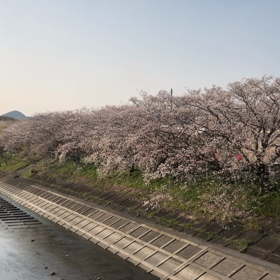 桜川。の画像