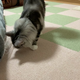 親孝行なアジュールの画像