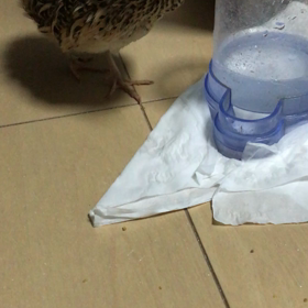 いよいよ心配に！アドバイス求むの画像