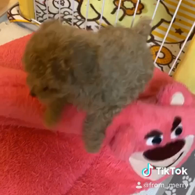 モカちゃんご予約済となりました♡の画像