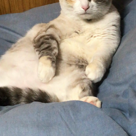 まめデス！の画像