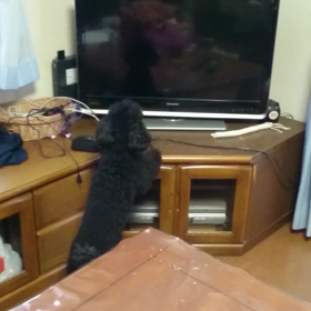 ライが突然の画像