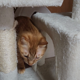 朝ごはんの画像