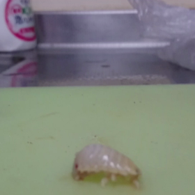 タイノエの画像