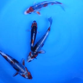 引き取ってきたの画像