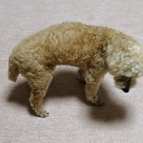 一生懸命探してくれるの画像