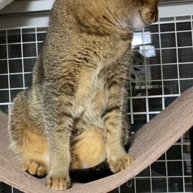 ゆ〜ら、、ゆ〜ら、、、の画像