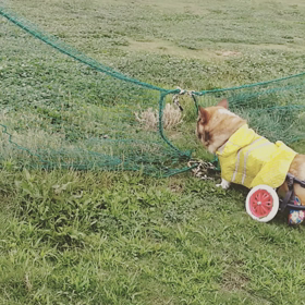 おじーちゃん犬は忙しいの画像