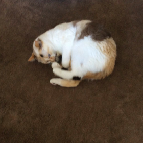 ヘアールームクローバー8/3(金)〜8/15(水)御予約情報の画像