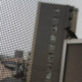 台風の朝の来客の画像