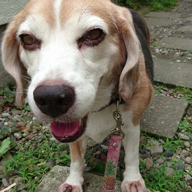 暑い～暑い～蒸し暑い～の画像