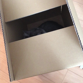 旦那さまと荷造りはしたくない事件の画像