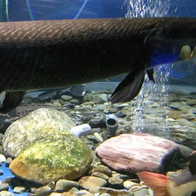 千歳水族館 動画集の画像