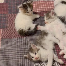 7月19日うまれの子猫たちの画像