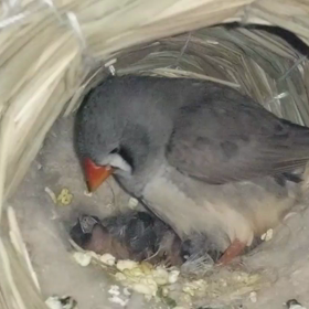 1/19今日のひとコマn[◎]ｺω・｀） ●RECの画像