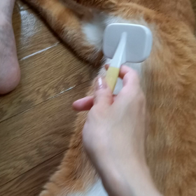 野生を忘れた男にゃ。の画像