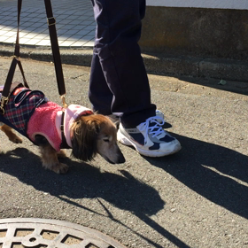 通院と散歩の画像