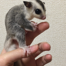 ★☆東京BOでのお渡し可能！！フクロモモンガ・ホワイトフェイス☆★の画像