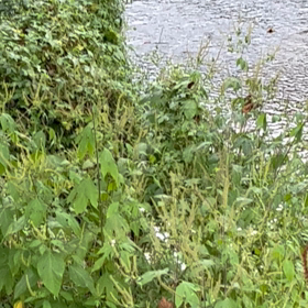 ９月１９日　　産卵？の画像