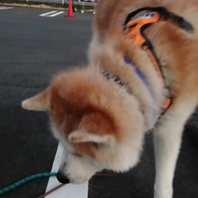 ウクライナに思いを寄せながら、今朝も平和に朝散歩ができました。ゴロ寝ができるのは幸せなことだなの画像