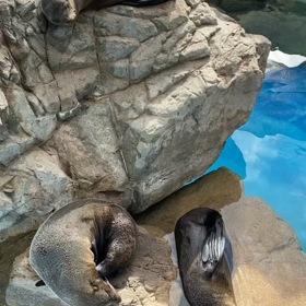 癒されるるわ〜の画像