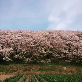 サクラ②の画像