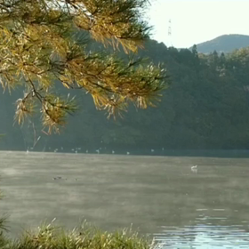 白鳥の季節(^^)の画像
