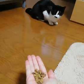 里親様募集中！(セキちゃん)の画像