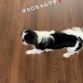 動くオセロの画像