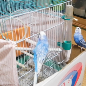 最近のいずやし。の画像