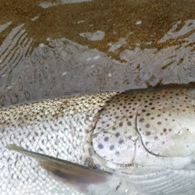 リリースの画像