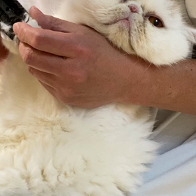 毛刈りの日の画像