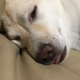 なんの夢？の画像