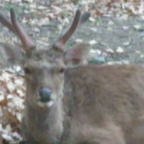 鹿さんのもぐもぐを覗くとき【奈良町たんけん】の画像