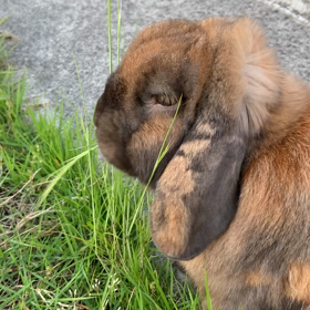 とある日のうさんぽの画像