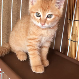 四つ葉くん爪切りできたよ！の画像