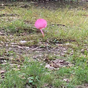 回って魅せるの画像