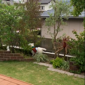 ジューンベリー収穫の画像