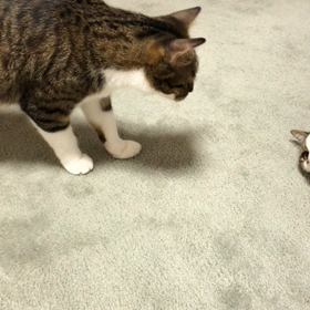 抱きつきいじめはやめて欲しい。橋渡し男子が必要…の画像