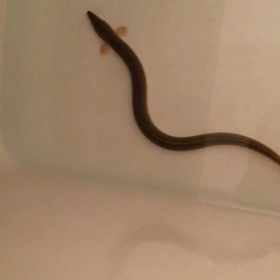 第19回 ドブのウナギ釣りの画像