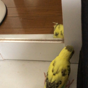 ニーブレース卒業！の画像