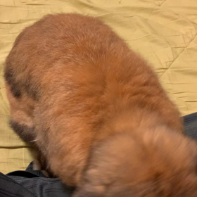 たんぽぽいつまであるかな？の画像